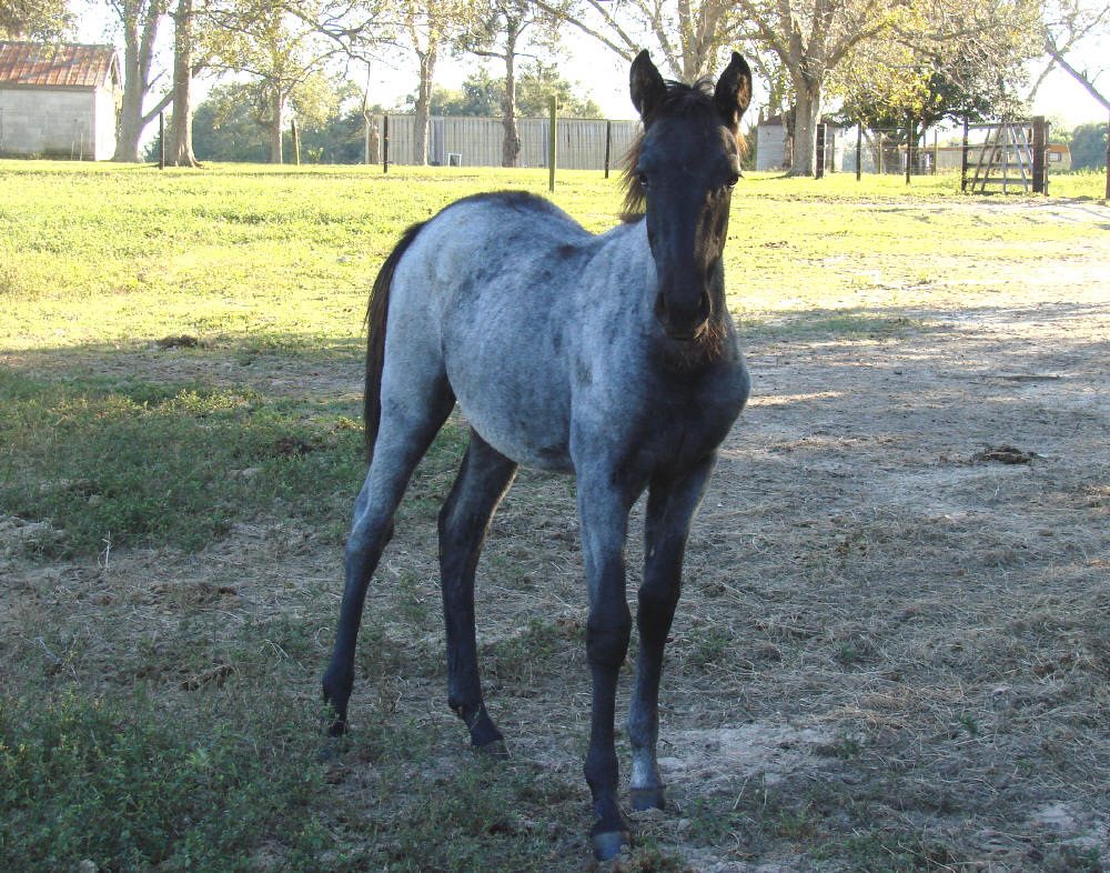 Oak Hill Farm McCurdys, Horses