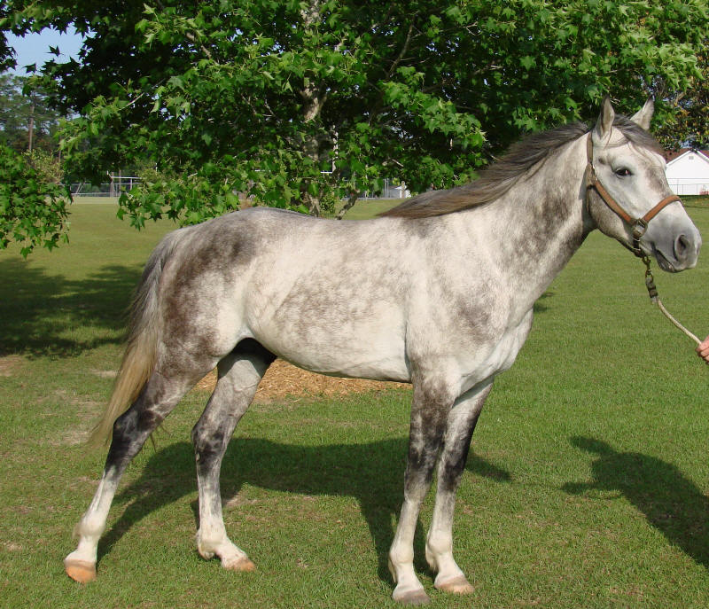 Oak Hill Farm McCurdys, Horses